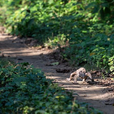 Sanctuary Chitwan National Park Eksteriør bilde