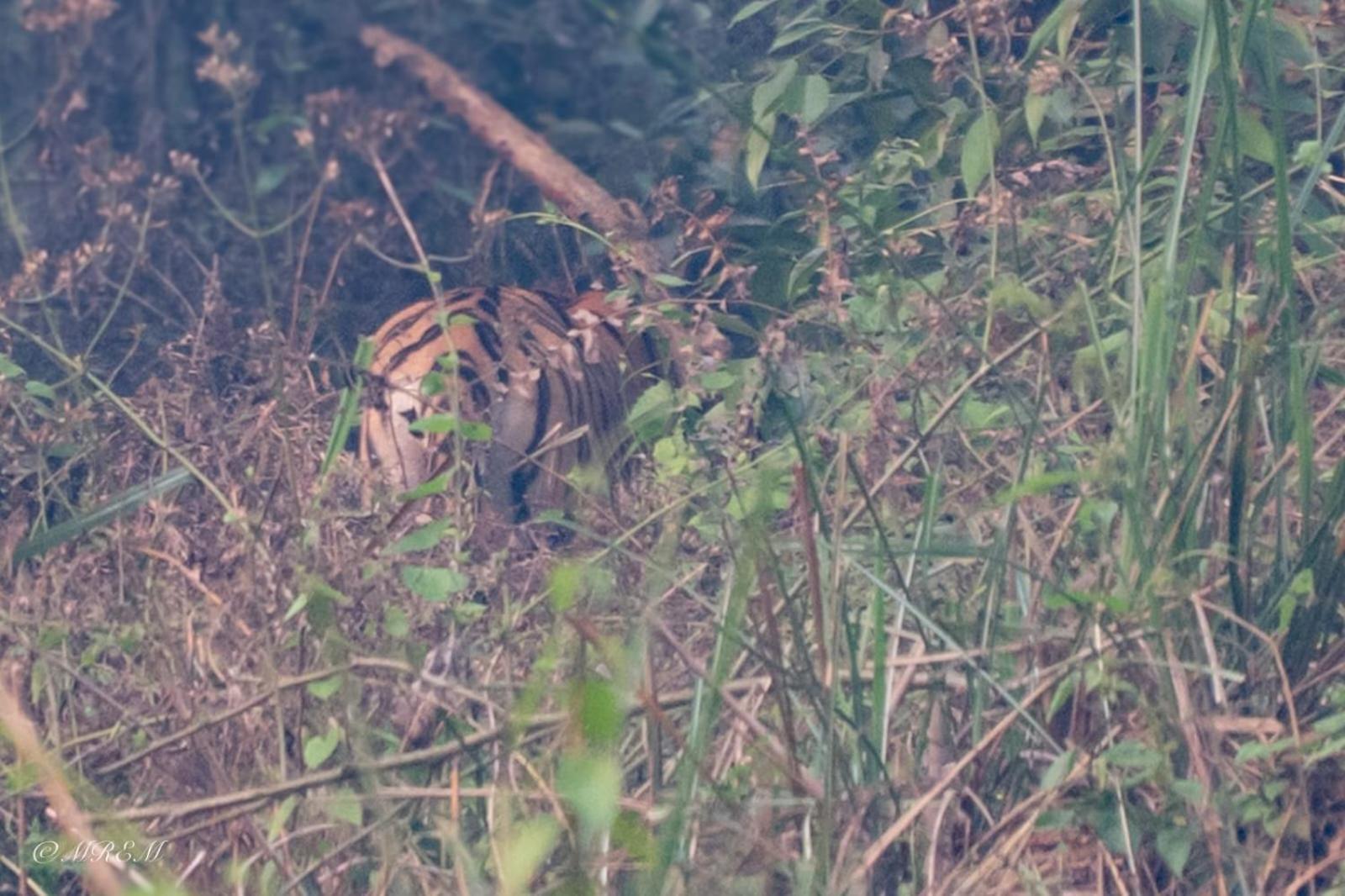 Sanctuary Chitwan National Park Eksteriør bilde