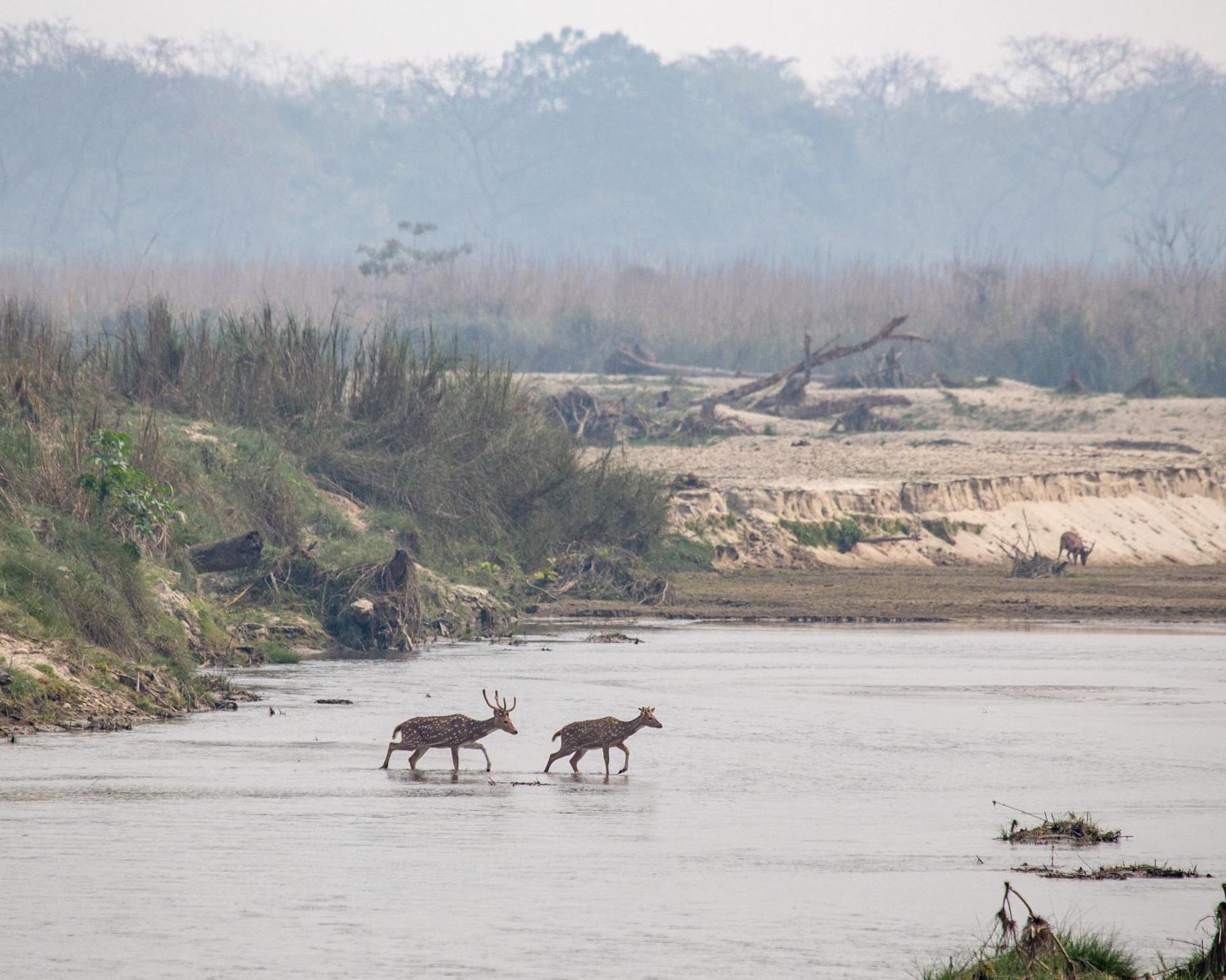 Sanctuary Chitwan National Park Eksteriør bilde