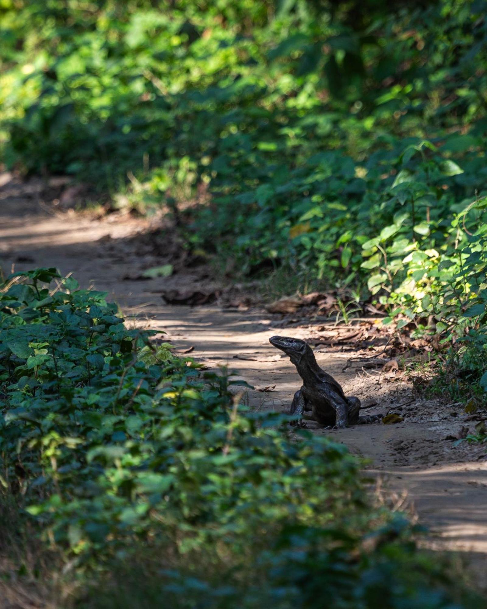 Sanctuary Chitwan National Park Eksteriør bilde