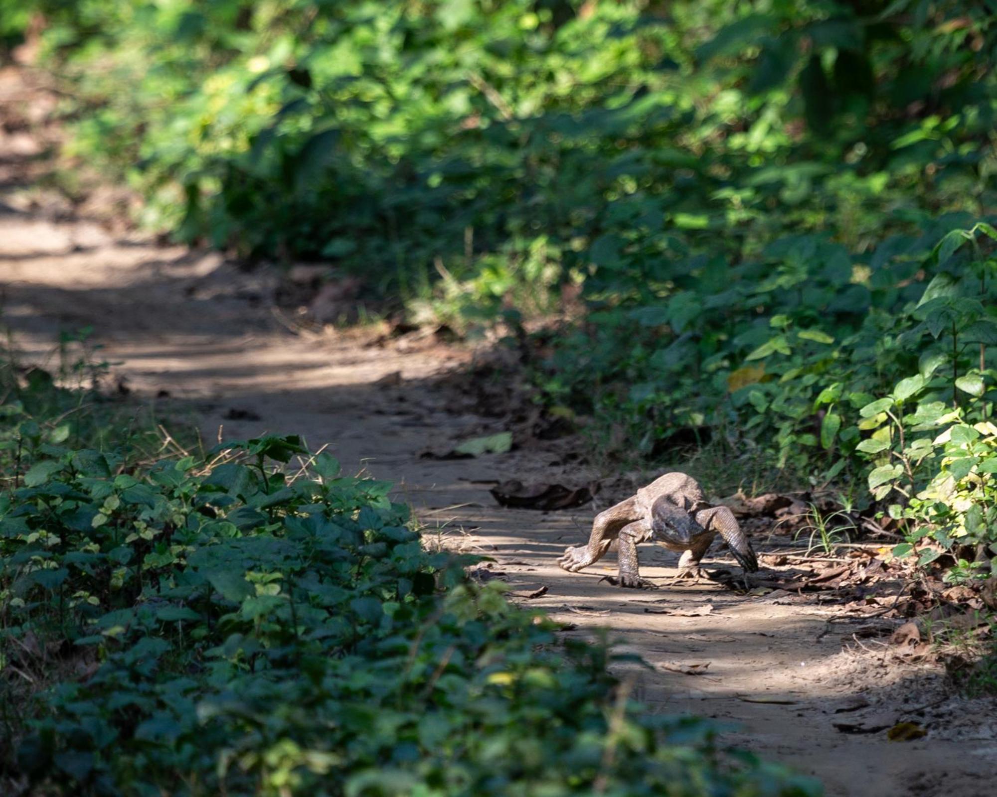 Sanctuary Chitwan National Park Eksteriør bilde